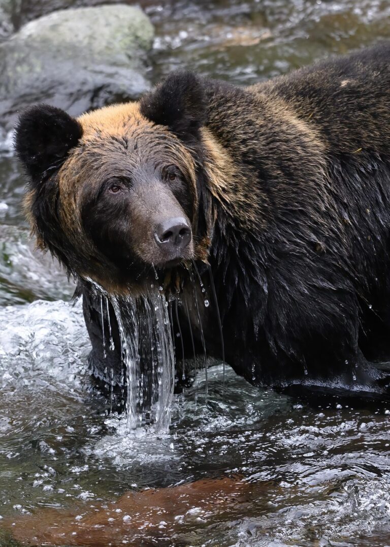 bear archery 2025 bows