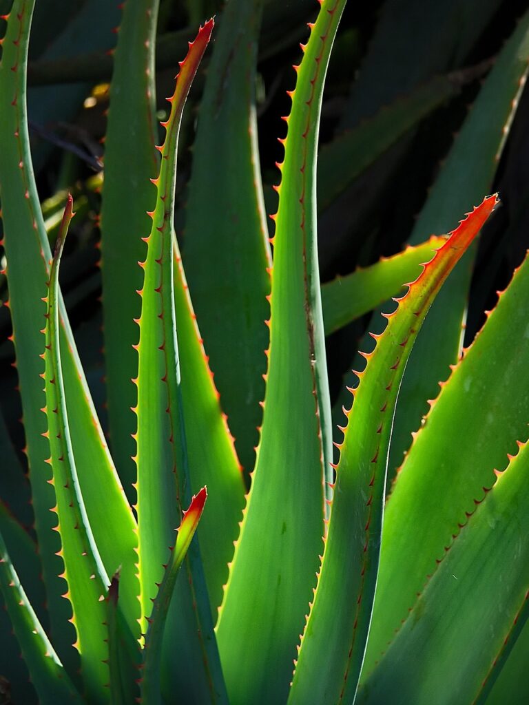 aloe vera gel selber machen haltbar