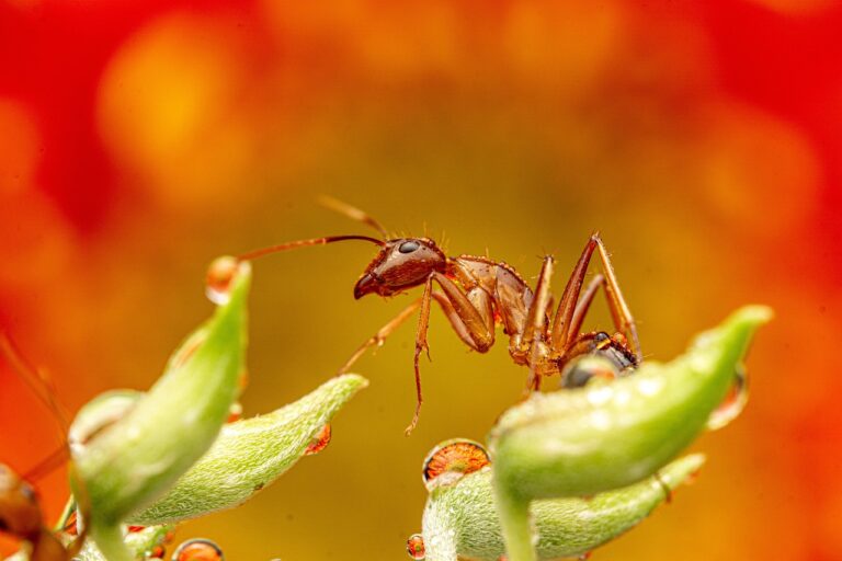 are ant farms good for kids